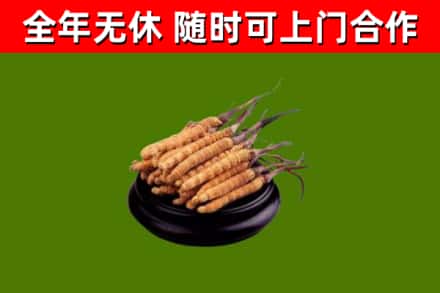 永丰烟酒回收冬虫夏草.jpg